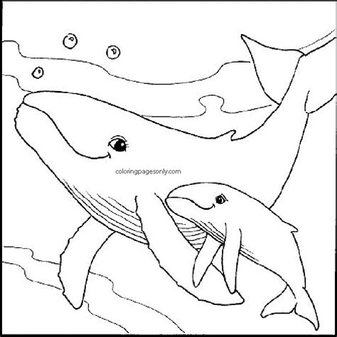 baby whale coloring pages