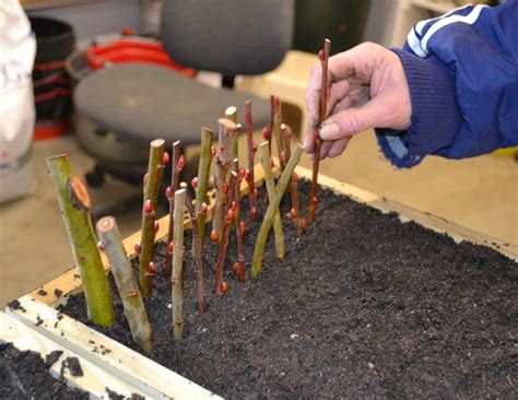 winter time plant propagation techniques