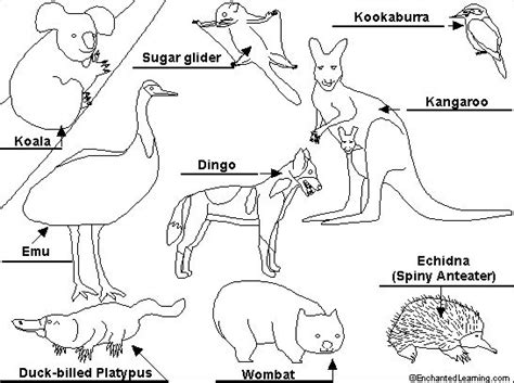 australia animals coloring page  printable