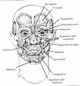 Anatomy Facial Template Slashcasual Anatomie Blank Lưu sketch template