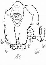 Coloring Gorilla Momjunction sketch template