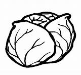 Cabbage Drawing Coloring Getdrawings sketch template