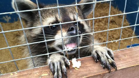 dspca  public appeal  raccoon capture