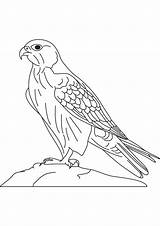 Falcon Coloring Pages Drawing Kids Peregrine Colouring Saker Hawk Bird Line Doberman Printable Vector Pinscher Color Cartoon Preschoolcrafts Millenium Animal sketch template