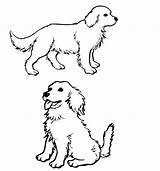 Coloring Pages Puppies Retriever Golden Popular sketch template
