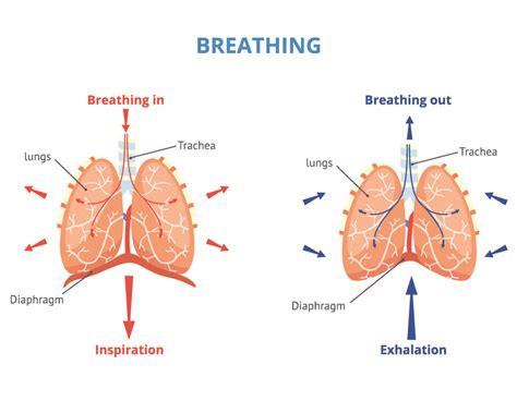 internal respiration process