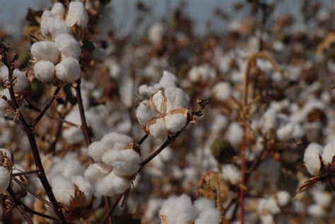 cotton trading  slow  reduced daily intake worldnewscom
