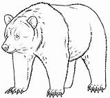 Bear Urso Grizzly Bears sketch template