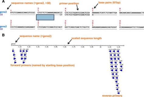 sequencing forward and reverse primers differbetween