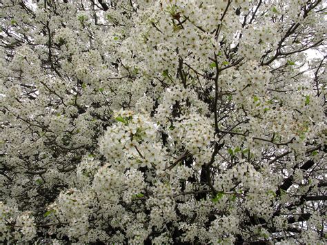 white flowering pear tree trees  nature pictures  forestwander