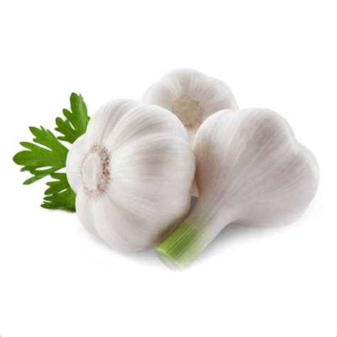 white garlic manufacturersupplier  exporter  india