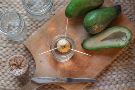 9 Ways To Use An Avocado Pit