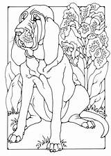 Bloodhound Coloring Pages Designlooter Getdrawings Edupics Printable Large sketch template