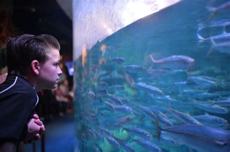 Aquarium Of The Pacific Turns 20 Today Hopes To Make A Splash When