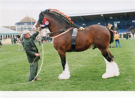 trem  wydffa mascot national shire horse show champion stallion  horses hippophiles