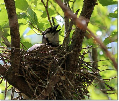 backyard bird cam blue jay   nest
