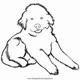 Terranova Newfoundland Puppy Fluffy Cani Condividi sketch template
