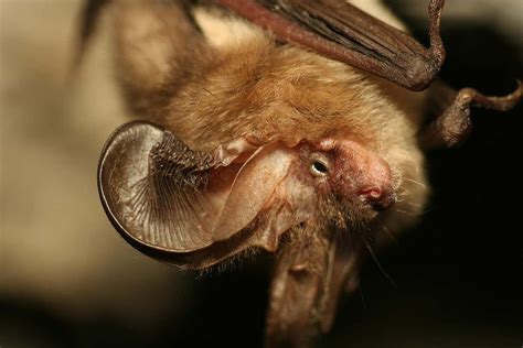 bats  noise cancelling genes   stop   deaf