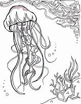 Coloring Pages Jellyfish Sea Ocean Adults Realistic Nautical Jelly Fish Drawing Print Printable Sheet Sponge Star Getcolorings Color Deep Template sketch template