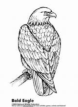 Aigle Coloriages Eagles Egale Ko sketch template