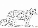 Leopard Snow Coloring Pages Baby Printable Leopards Getcolorings African Colori Colo sketch template