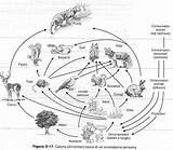 Alimentari Catene Alimentare Autotrofi Eden Biogarden Organismi Piante sketch template