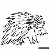 Porcupine Coloring Pages Drawing Kids Color Line Printable Porcupines Animals Animal Print Easy Drawings Online Thecolor Getdrawings General Visit Results sketch template
