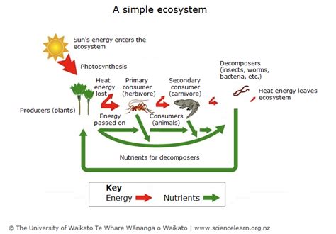 simple ecosystem diagram science learning hub