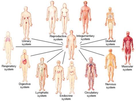 human body systems home