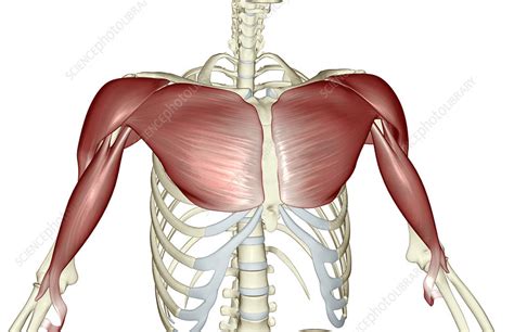 muscles   upper body stock image  science photo library