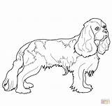 Spaniel Coloring Charles King Cavalier Pages Cocker Springer English Printable Drawing Dog Spaniels Colouring Color Supercoloring Sheets Getcolorings Drawings Visit sketch template