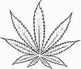 Leaf Cannabis Tattoo Weed Marijuana Drawing Coloring Plant Pot Drawings Clipart Pages Draw Joint Drugs Leaves Clip Simple Tattoos Stencils sketch template