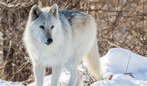what is the world s largest species of wolf