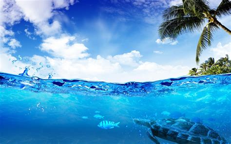 swimming underwater hd desktop wallpaper widescreen