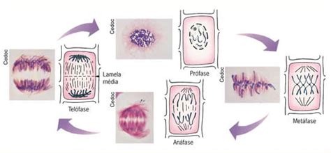 mitose  meiose     quais suas diferencas louco por biologia