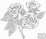 Rose Cherokee Pages Beautiful Drawing Coloring Getdrawings Color sketch template