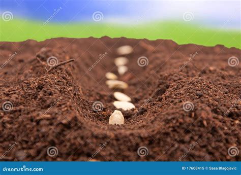 sementes plantadas na terra imagem de stock imagem de agricultura arid