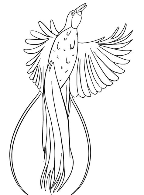 bird  paradise  coloring page  printable coloring pages  kids
