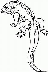 Lizard Coloring Pages Reptile Printable Kids Outline Colouring Print Color Salamander Gecko Drawing Long Reptiles Realistic Tail Lizards Monitor Animal sketch template