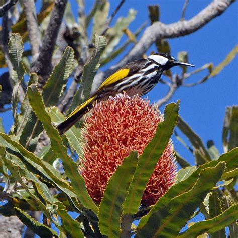 australian wild bird phylidonyris novaehollandiae new
