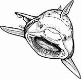 Jaws Coloring Pages Shark Hungry Strong Color Mouth Open Drawing Logo Print Getcolorings Outline Find Getdrawings Printable sketch template