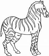 Coloring Pages Zebra Stallion Print Choose Board Colornimbus sketch template
