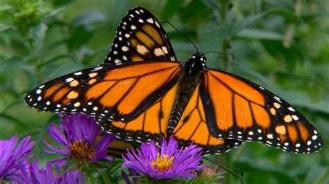 how one gene gives monarch butterflies the power to migrate nbc news