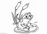 Pond Frog Coloring Pages Sit Water Lily Printable Color Kids Adults sketch template
