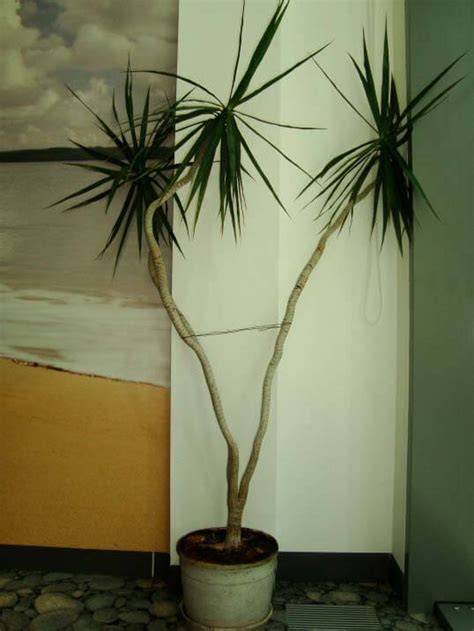 Dracaena Marginata (Madagascar Dragon Tree) Guide | Our
