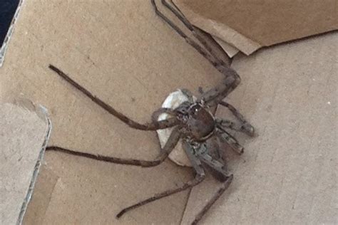 monster spider carrying its egg sac leapt from london eco worker s bag