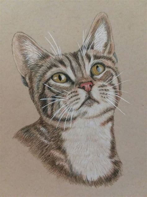 realistic cat drawing  colored pencils cat drawing