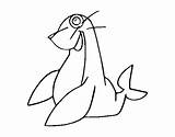 Monk Seal Mediterranean Coloring Coloringcrew sketch template
