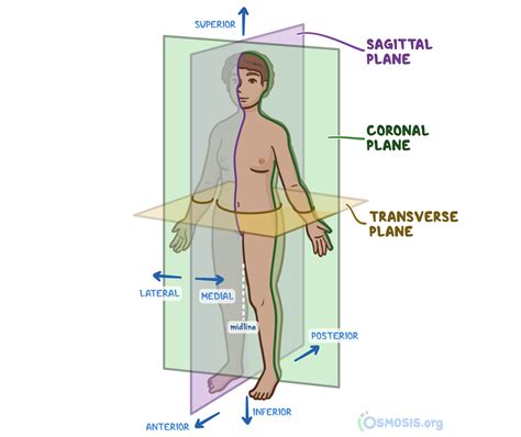 anatomical position    significance regions planes
