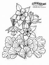 Columbine Colorado Coloring Drawing Blue Flower Drawings 45kb Getdrawings sketch template
